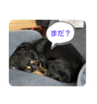 ダックスのダウルとたまにぼんこ（個別スタンプ：13）