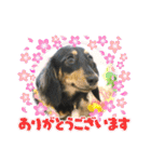 ダックスのダウルとたまにぼんこ（個別スタンプ：16）