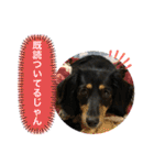 ダックスのダウルとたまにぼんこ（個別スタンプ：18）
