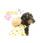 ダックスのダウルとたまにぼんこ（個別スタンプ：29）