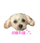 マルプー♡挨拶編（個別スタンプ：8）