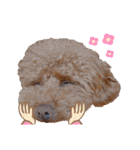 トイプードルのすぅちゃん（個別スタンプ：6）
