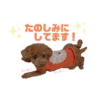トイプードルのすぅちゃん（個別スタンプ：8）