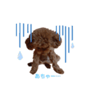 トイプードルのすぅちゃん（個別スタンプ：9）