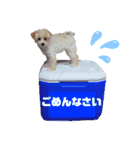 トイプードルのすぅちゃん（個別スタンプ：11）