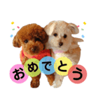 トイプードルのすぅちゃん（個別スタンプ：16）