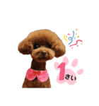 トイプードルのすぅちゃん（個別スタンプ：22）