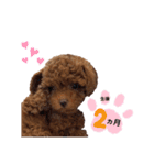 トイプードルのすぅちゃん（個別スタンプ：24）