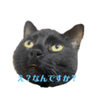 くろねこのももさん（個別スタンプ：1）