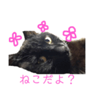 くろねこのももさん（個別スタンプ：3）