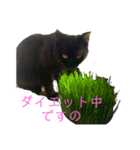 くろねこのももさん（個別スタンプ：4）