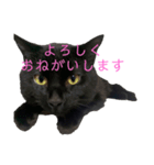 くろねこのももさん（個別スタンプ：6）