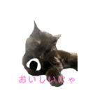 くろねこのももさん（個別スタンプ：11）