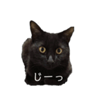 くろねこのももさん（個別スタンプ：14）