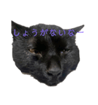 くろねこのももさん（個別スタンプ：16）