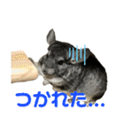 チンチラのおはぎくん（個別スタンプ：3）