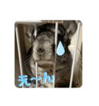 チンチラのおはぎくん（個別スタンプ：5）