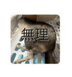 チンチラのおはぎくん（個別スタンプ：7）