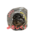 チンチラのおはぎくん（個別スタンプ：8）