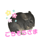 チンチラのおはぎくん（個別スタンプ：20）