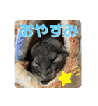 チンチラのおはぎくん（個別スタンプ：24）