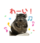 チンチラのおはぎくん（個別スタンプ：29）