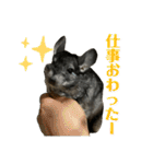 チンチラのおはぎくん（個別スタンプ：34）
