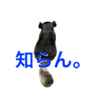 チンチラのおはぎくん（個別スタンプ：35）