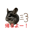 チンチラのおはぎくん（個別スタンプ：38）