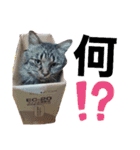 前田さんち。（個別スタンプ：5）