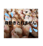 前田さんち。（個別スタンプ：12）