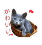 猫 ロシアンブルーMAO2（個別スタンプ：5）