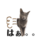猫 ロシアンブルーMAO2（個別スタンプ：18）