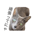 猫 ロシアンブルーMAO2（個別スタンプ：23）