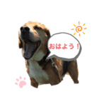 ビーグル犬ノエル（個別スタンプ：1）