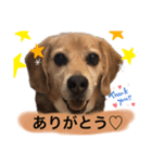 ビーグル犬ノエル（個別スタンプ：2）