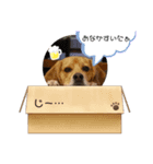 ビーグル犬ノエル（個別スタンプ：3）