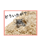 ハムオ すたんぷ（個別スタンプ：1）