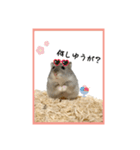 ハムオ すたんぷ（個別スタンプ：2）