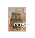 ハムオ すたんぷ（個別スタンプ：3）