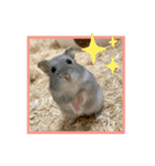 ハムオ すたんぷ（個別スタンプ：5）