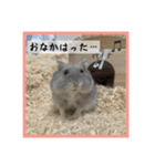 ハムオ すたんぷ（個別スタンプ：7）