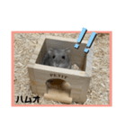 ハムオ すたんぷ（個別スタンプ：8）