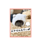 ハムオ すたんぷ（個別スタンプ：9）