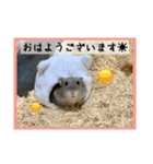 ハムオ すたんぷ（個別スタンプ：10）