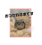 ハムオ すたんぷ（個別スタンプ：11）