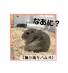 ハムオ すたんぷ（個別スタンプ：12）