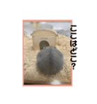 ハムオ すたんぷ（個別スタンプ：13）