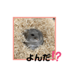 ハムオ すたんぷ（個別スタンプ：14）