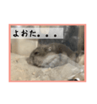 ハムオ すたんぷ（個別スタンプ：15）